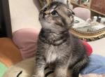 Tom - Scottish Fold Cat For Sale - Brooklyn&comma; NY&comma; US