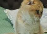 Favorit golden shaded rare by 11 scottish fold boy - Scottish Fold Cat For Sale - CA&comma; US