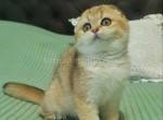 Fiona golden shaded ny 11 scottish fold baby girl - Scottish Fold Cat For Sale - CA&comma; US