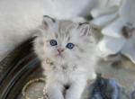 LH Highland Straight girl - Scottish Straight Cat For Sale - Sun City Center&comma; FL&comma; US