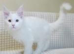 Pearl - Maine Coon Cat For Sale - Hollywood&comma; FL&comma; US