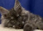 Ferdinand - Maine Coon Cat For Sale - Hollywood&comma; FL&comma; US