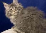 Freya - Maine Coon Cat For Sale - Hollywood&comma; FL&comma; US