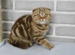 Eva - Scottish Fold Cat For Sale - Hollywood&comma; FL&comma; US