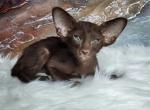 Ruslan - Oriental Cat For Sale - Pembroke Pines&comma; FL&comma; US