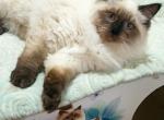 Siberian male - Siberian Cat For Sale - MI&comma; US