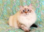 Siberian female - Siberian Cat For Sale - MI&comma; US