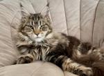 Princess - Maine Coon Cat For Sale - Stevens&comma; PA&comma; US
