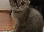 Scottish fold male - Scottish Fold Cat For Sale - Shakopee&comma; MN&comma; US