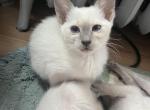 Maddie - Siamese Cat For Sale - Phila&comma; PA&comma; US