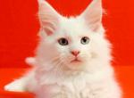 Boniface - Maine Coon Cat For Sale - Miami&comma; FL&comma; US