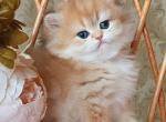 Ornella - British Shorthair Cat For Sale - Miami&comma; FL&comma; US