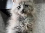 Danila - Maine Coon Cat For Sale - Hollywood&comma; FL&comma; US