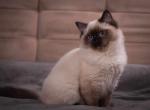 Barden - Ragdoll Cat For Sale - Miami&comma; FL&comma; US