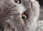Luna - British Shorthair Cat For Sale - Brooklyn&comma; NY&comma; US