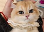 bessy - British Shorthair Cat For Sale - Los Angeles&comma; CA&comma; US