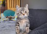 Coco puff - Munchkin Cat For Sale - Sacramento&comma; CA&comma; US