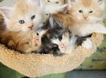 Litter J - Maine Coon Cat For Sale - Kansas City&comma; MO&comma; US