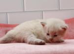 Reno of RomanovCats - Siberian Cat For Sale - Ashburn&comma; VA&comma; US