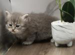 Salamanca Of RomanovCats - Siberian Cat For Sale - Ashburn&comma; VA&comma; US