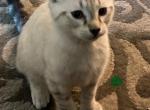 Green boy - Highlander Cat For Sale - Mishawaka&comma; IN&comma; US