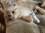 Pink girl - Highlander Cat For Sale - Mishawaka&comma; IN&comma; US