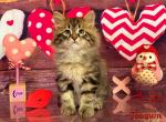 Joaquin - Siberian Cat For Sale - Clintwood&comma; VA&comma; US