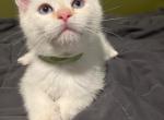 Flame Point Siamese Kitten and Blue Point Tortie - Siamese Cat For Sale - Bridgeport&comma; CT&comma; US