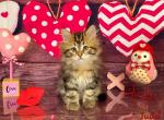Judd - Siberian Cat For Sale - Clintwood&comma; VA&comma; US