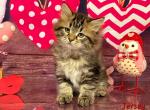 Jersey - Siberian Cat For Sale - Clintwood&comma; VA&comma; US