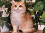 Mcflurry - British Shorthair Cat For Sale - Los Angeles&comma; CA&comma; US