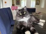 Djavelina - Siberian Cat For Sale - Melbourne&comma; FL&comma; US
