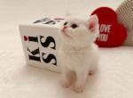 Piff - British Shorthair Cat For Sale - Portland&comma; OR&comma; US
