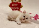 Musa - British Shorthair Cat For Sale - Portland&comma; OR&comma; US