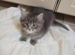 Blue Female Maine Coon - Maine Coon Cat For Sale - Cumming&comma; GA&comma; US