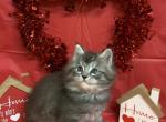 BE MINE girl - Maine Coon Cat For Sale - Waterloo&comma; IN&comma; US