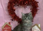 Sold female - Maine Coon Cat For Sale - Waterloo&comma; IN&comma; US