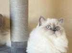 Bella - Ragdoll Cat For Sale - Hamtramck&comma; MI&comma; US