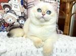 Jasmin - British Shorthair Cat For Sale - Hollywood&comma; FL&comma; US