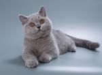 Rascal - British Shorthair Cat For Sale - Hollywood&comma; FL&comma; US