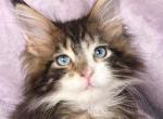 Charles - Maine Coon Cat For Sale - Hollywood&comma; FL&comma; US