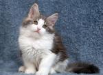 Aurora - Maine Coon Cat For Sale - Hollywood&comma; FL&comma; US