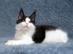 Victor - Maine Coon Cat For Sale - Hollywood&comma; FL&comma; US