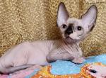 Bridget - Sphynx Cat For Sale - Pembroke Pines&comma; FL&comma; US