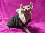 Uinston - Sphynx Cat For Sale - Pembroke Pines&comma; FL&comma; US