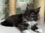 Ximon - Maine Coon Cat For Sale - Hollywood&comma; FL&comma; US