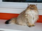 Primrose - Scottish Straight Cat For Sale - Levittown&comma; PA&comma; US