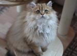 Pearl - Scottish Straight Cat For Sale - Levittown&comma; PA&comma; US