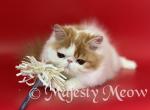 Persimon - Persian Cat For Sale - Yucca Valley&comma; CA&comma; US