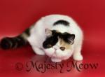Charlotta - Exotic Cat For Sale - Yucca Valley&comma; CA&comma; US